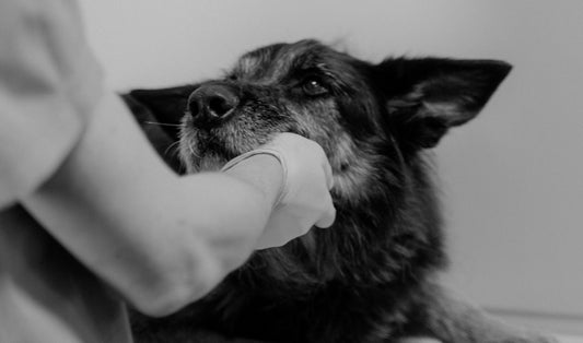 What is Canine Artificial Insemination and why use AI in your business?